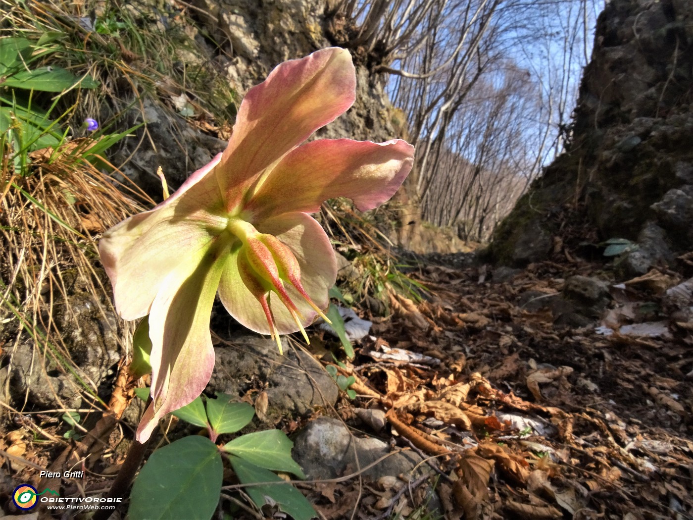 34 Festa di fiori sui sentieri al Monte Zucco - Helleborus niger (Elleboro-Rosa di Natale).JPG